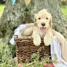 Bernedoodle and Sheepadoodle Puppies from Four Front Doodles LLC.