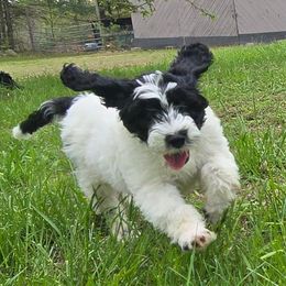 Loki - Black and white male Portuguese Water Dog puppy in Brentwood, New Hampshire from Charly's Angels Portuguese Water Dogs