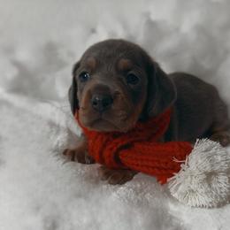 Ayla - Blue and tan female Dachshund puppy in San Diego, California from Enchantables