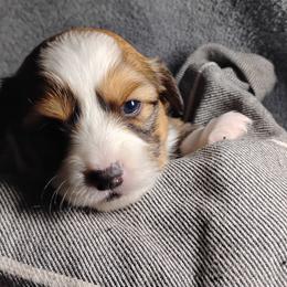 Pink collar - White and fawn female Pembroke Welsh Corgi puppy in Yelm, Washington from Tolbolton Creek Corgis