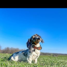 Jethro - Dachshund