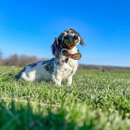 Jethro - Dachshund
