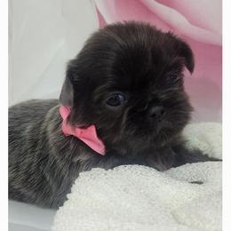 Shih Tzu Puppies from The Shih Zoo