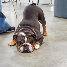Bulldogs from Big Bad Beast Kennels