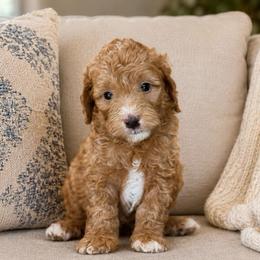 Parker - Red male Bernedoodle puppy in Yuciapa, California from AlltheDoodlez_