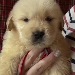 Red Collar Boy - Golden male Golden Retriever puppy in Garrison, Montana from Mattiaci Goldens