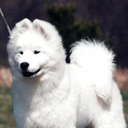 Samoyeds from Winterfrost Samoyeds