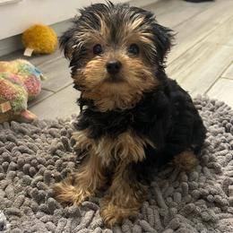 Maverick - Black and tan male Yorkshire Terrier puppy in Kingston, Oklahoma from Lake Life