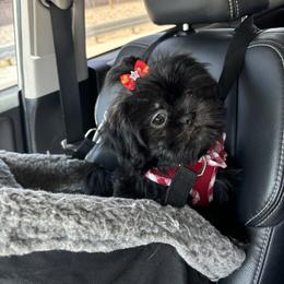 Shih Tzu All Grown Up from P and J Farms