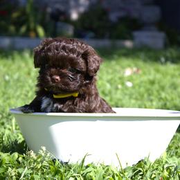 Russian Tsvetnaya Bolonka Puppies from Pink Lotus Kennels