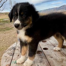Surf - Black tri-color male Australian Shepherd puppy in Preston, Idaho from KC Bar Ranch Aussies
