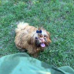 Mushu AKC - Red male Shih Tzu puppy in Statesboro, Georgia from Magnolia Small Breeds