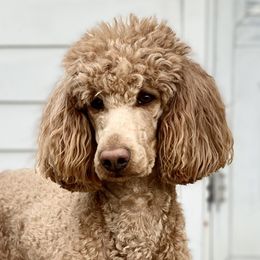 Dixie - Poodle