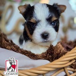 Charlie - Black tan and white male Biewer Terrier puppy in California from Corazon de gigante