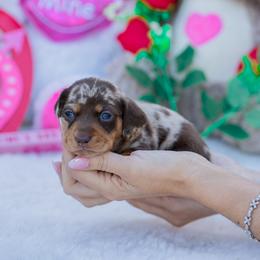 Leah - Chocolate and tan female Dachshund puppy in Fort Myers, Florida from Blossom Paws