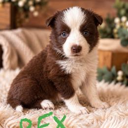 Rex - Red male Border Collie puppy in Sanger, California from Flying M Cactus Ranch Buddies