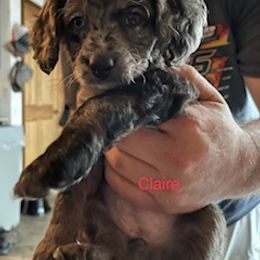 Assorted Doodle Crosses and Bernedoodle Puppies from WS Doodles