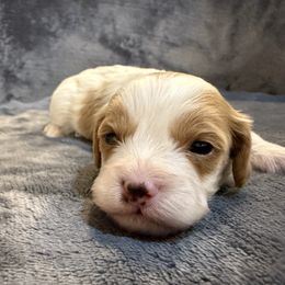 Minnie - Blenheim female Cavapoo puppy in Hayden, Alabama from Agape Southern Farms