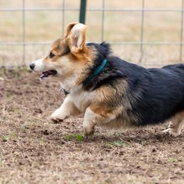 Rook - Pembroke Welsh Corgi