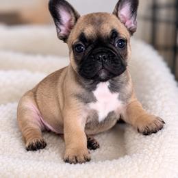 Finesse - Fawn female French Bulldog puppy in Homosassa, Florida from Terra Sassa