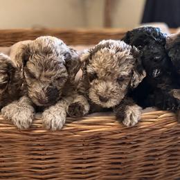 Labradoodles from The Doodle Crew