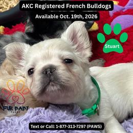 Stuart - White male French Bulldog puppy in Michigan from Fur Baby Farms