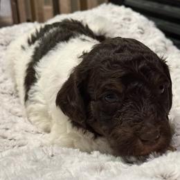 Snoopy - Brown and white male Bernedoodle puppy in Monument, Colorado from Colorado Dreamin Doodles