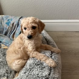 Goldendoodle Puppies from Daisy’s Doodles