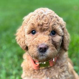 Poppy - Apricot female Labradoodle puppy in Alliance, Ohio from Mount Olive Doodles