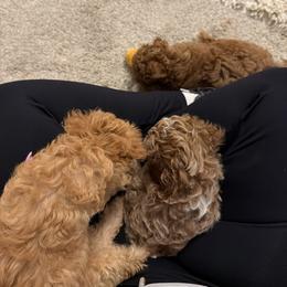 Poodle Puppies from Sealy Toy Poodles