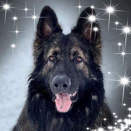 Gotham - Shiloh Shepherd