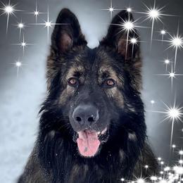 Gotham - Shiloh Shepherd