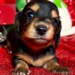 Dachshund puppies from SunChime