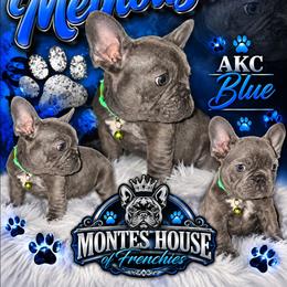 Melhouse - Blue male French Bulldog puppy in Avondale, Arizona from Montes House of  Frenchies