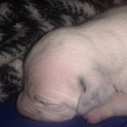 Dalmatian Puppies from River Bend Barkery