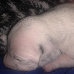 Dalmatian Puppies from River Bend Barkery