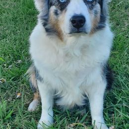 Australian Shepherd All Grown Up from Bar-F Kennels