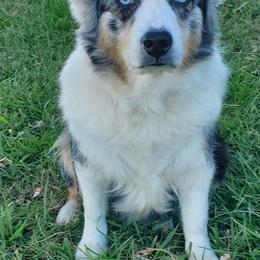 Australian Shepherd All Grown Up from Bar-F Kennels