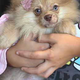 Aurora - Lavender female Pomeranian puppy in Santa Ana, California from Legacy Pomeranian of Orange County