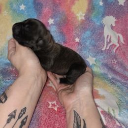 Violet - Black brindle female Cane Corso puppy in Mason City, Illinois from Red Wood Cane Corso