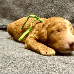Green - Red  male Goldendoodle puppy in Celina, Texas from Kennedy Doodles