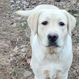 Labrador Retrievers from Willow Birch Farm