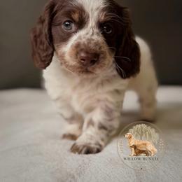 Oakley - Piebald male Dachshund puppy in Lumber City, Georgia from Willow Run LLC