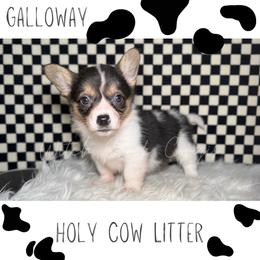 Galloway - Black and white female American Corgi puppy in Greenwood, Indiana from Witch Creek Corgis