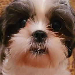 Pebbles - Black and white female Shih Tzu puppy in Belleville, Michigan from Patricia's Heavenly Earth Angels