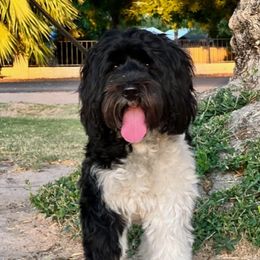 Ivy - Australian Labradoodle