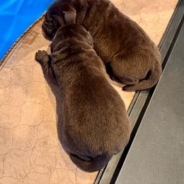 Boy 2 - Chocolate male Labrador Retriever puppy in Davenport, New York from New England Premier English Labradors