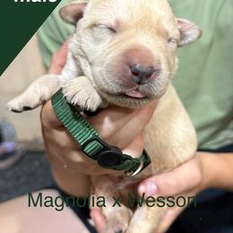 Dark green - Yellow male Labrador Retriever puppy in Wilson’s, Virginia from Cedar Hill Farm Labradors