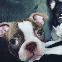 Boston Terriers from Love on Four Paws
