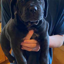 Boy 3 - Black male Cane Corso puppy in Olympia, Washington from Grayling Dawn Cane Corso